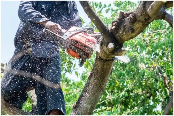 tree services Bendersville